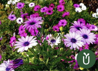 FLOR DIMORFOTECA
