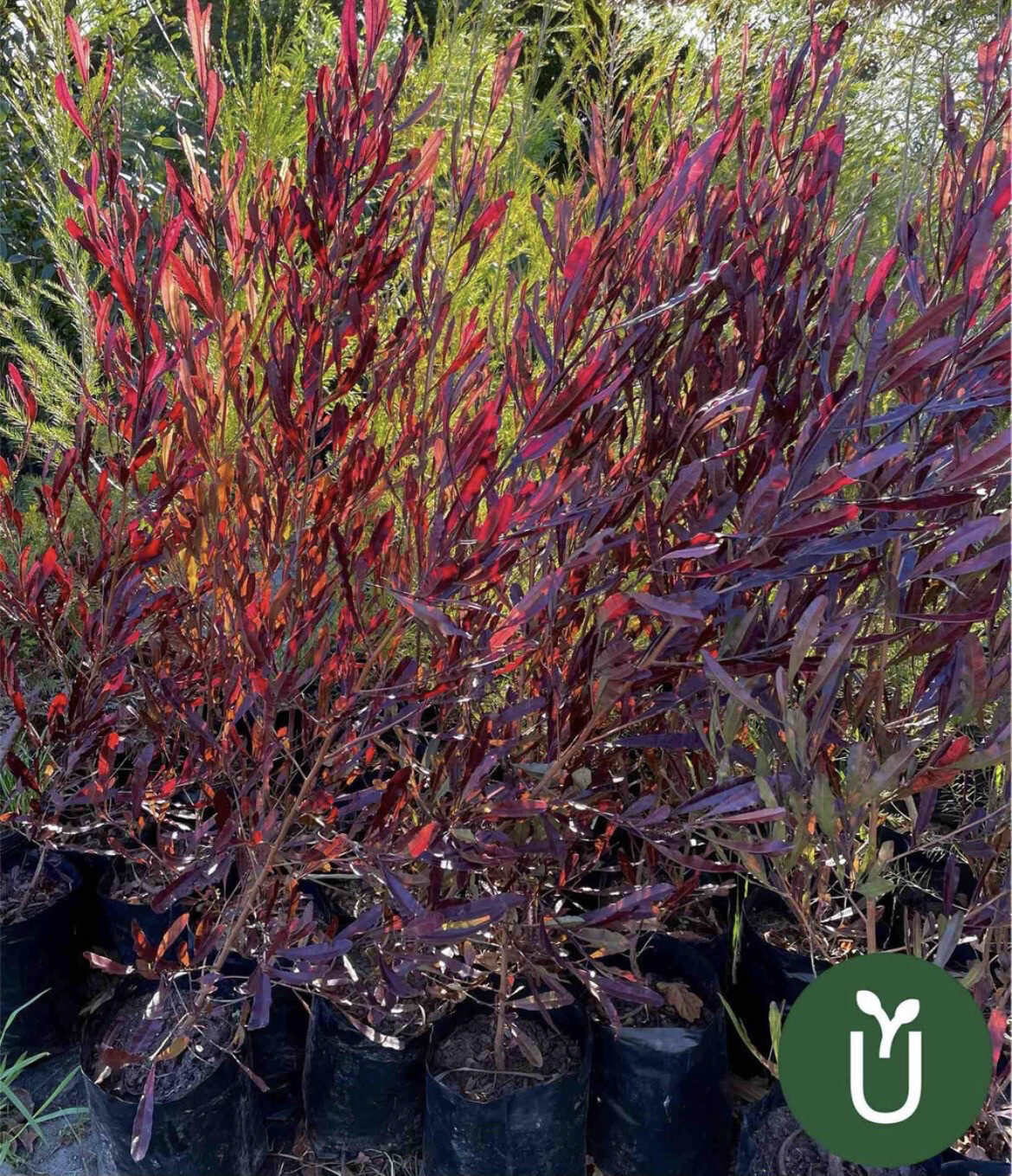 DODONEA VISCOSA PURPUREA