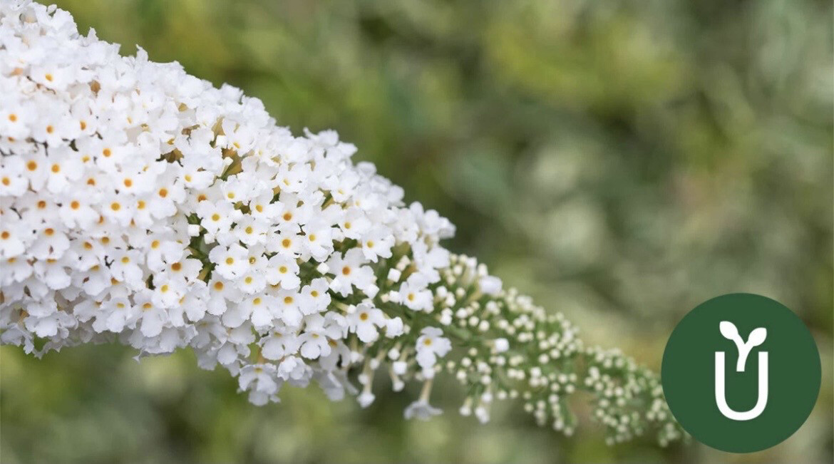 BUDLEIA BLANCA