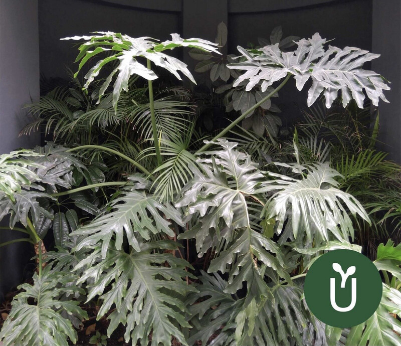 FILODENDRO PARAGUAYO