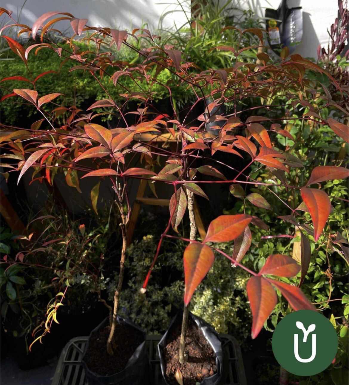 NANDINA DOMÉSTICA