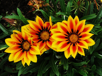 FLORES
