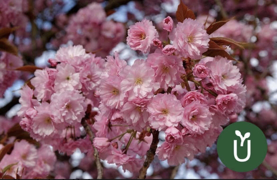 CEREZO JAPONÉS