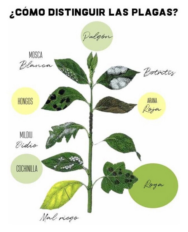 Aceite De Neem - Insecticida Ecológico 60 ML