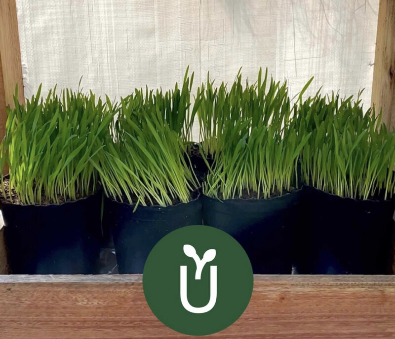 MACETAS AVENA GERMINADA