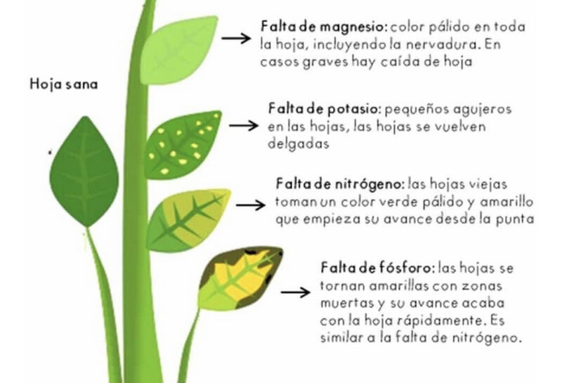 Fertilizante Plantas Sanas - Lo Mejor - 500 g 