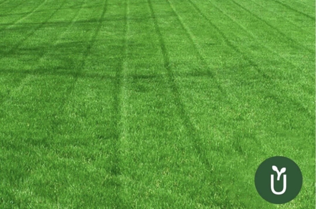 Semillas Césped Rapida Germinación - 10 Kg - Ideal Jardines