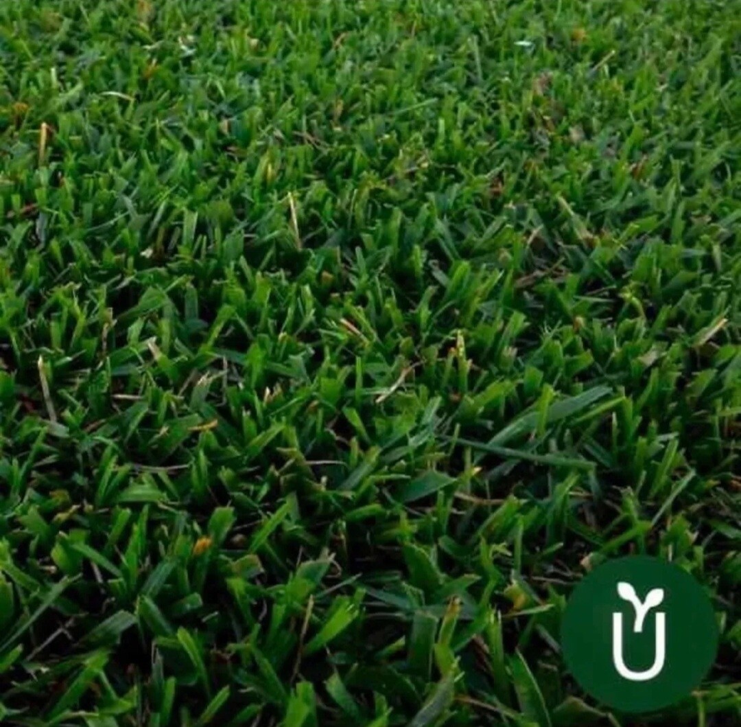Semillas Césped Festuca Perenne - Alto Tránsito - Hoja Media - 5 Kg