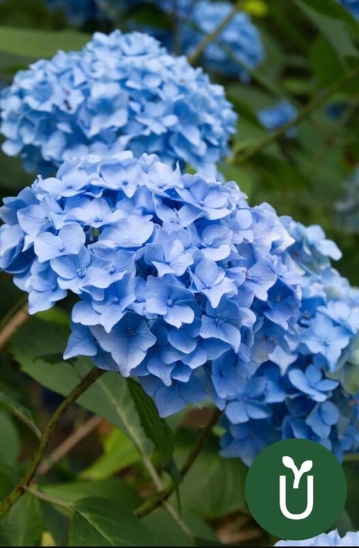 Complemento Azulador Hortensias Fertilizante - 500g - Envíos