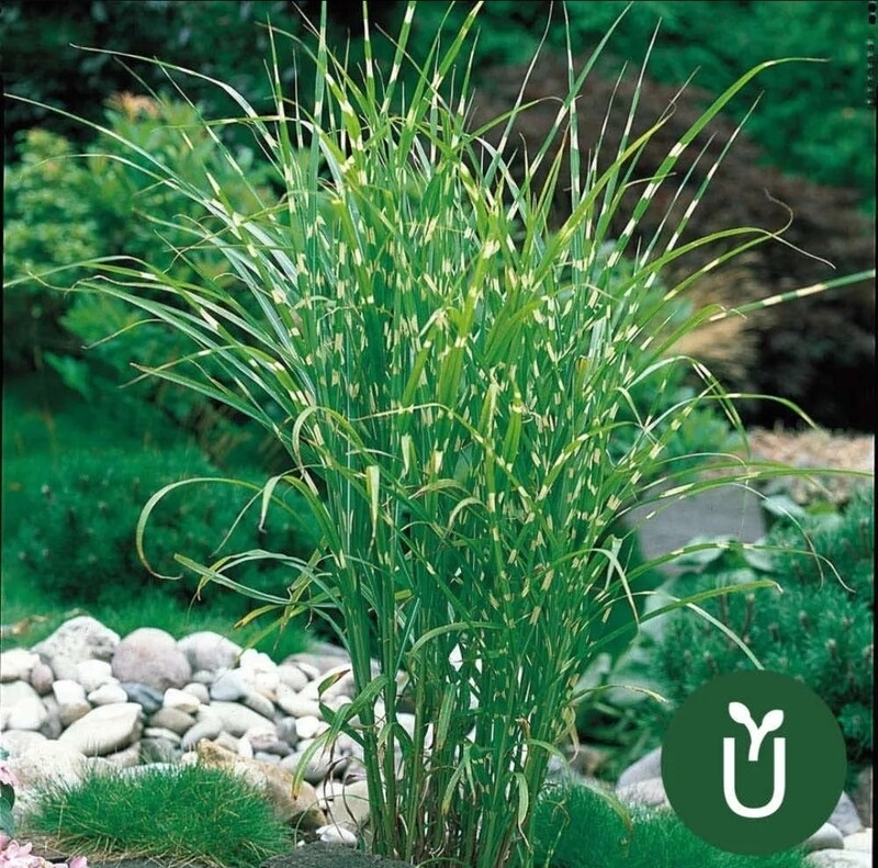 HIERBA PASTO ZEBRA
