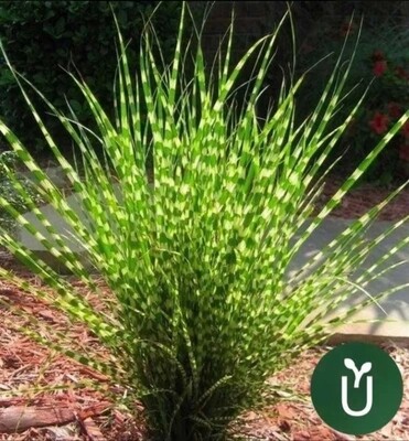 HIERBA PASTO ZEBRA