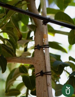 GOMA ANCLA SUJETADOR PLANTAS - Tutor Plantas Cultivo- Jardín x10 unidades