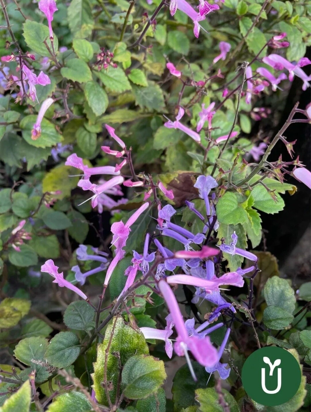 PLECTRANTHUS AMATISTA