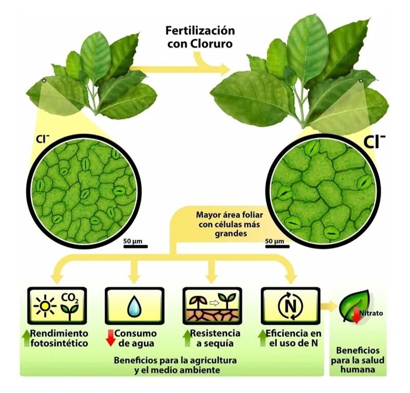 Fertilizante Cloruro De Potasio - Granulado 0-0/0-60- Envio