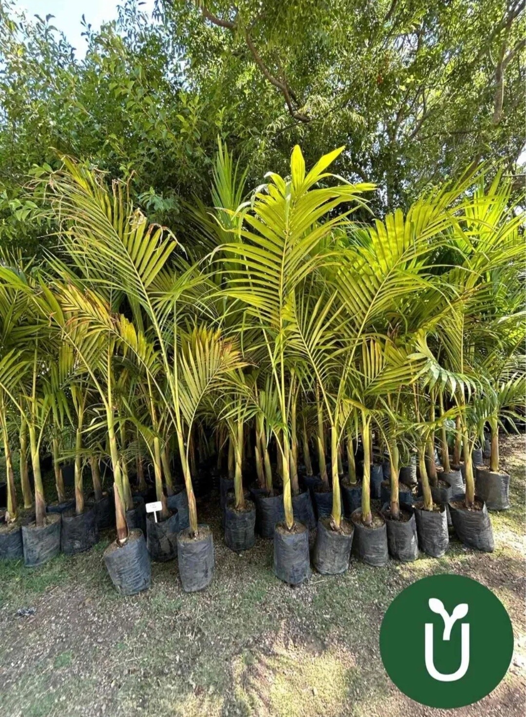 PALMERA REAL