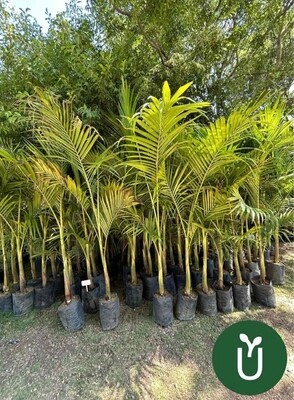 PALMERA REAL