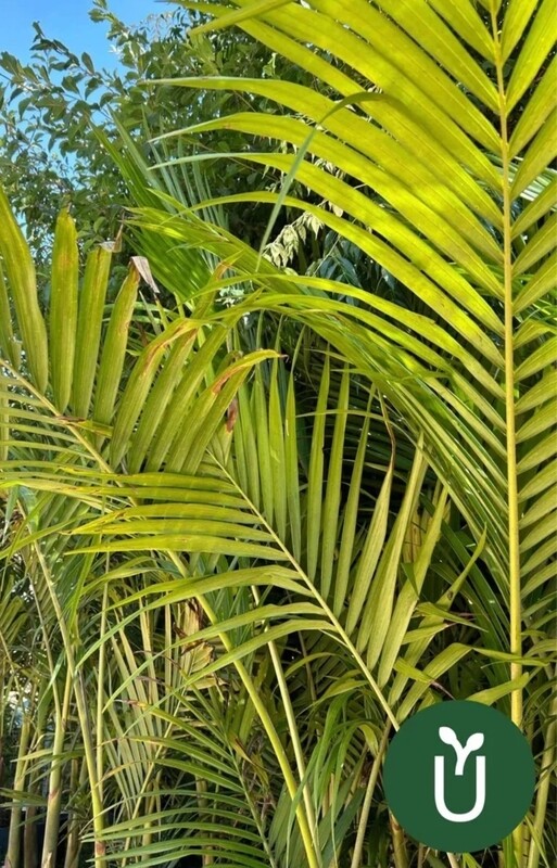 PALMERA REAL