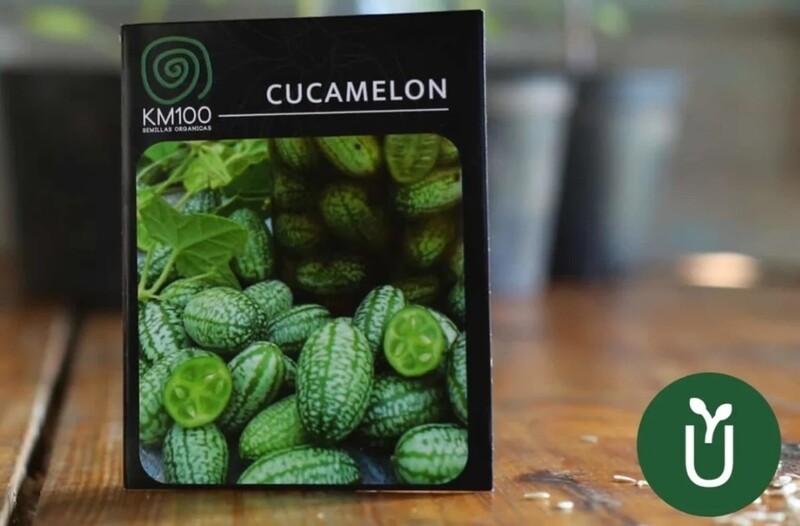 Semillas Cucamelon Sandía Ratón - Kit Siembra Inc - Envíos