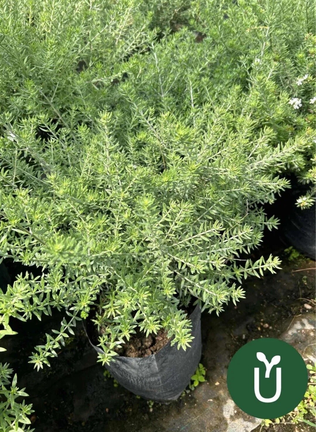 WESTRINGIA ROMERINO