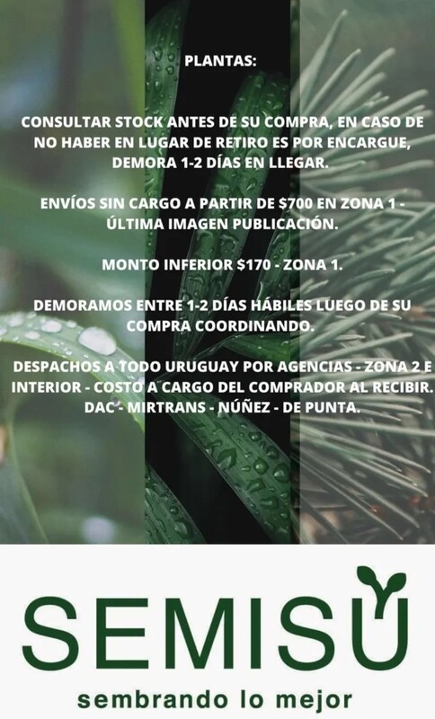 Árbol Frutal Manzano - Red Chief - Envío Gratis