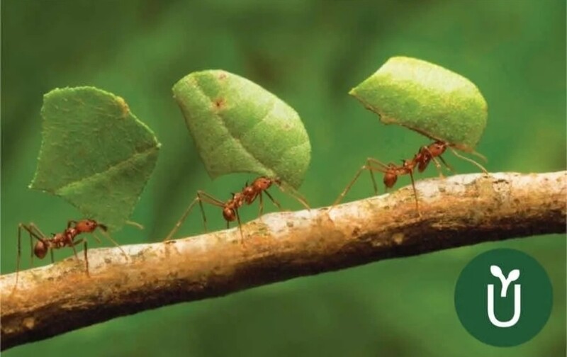 Cebo Granulado - Hormiguicida Hormigas Cortadoras - Envíos