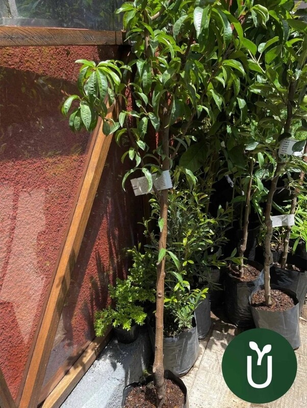 Árbol Frutal Duraznero - Dixieland - Envío Gratis