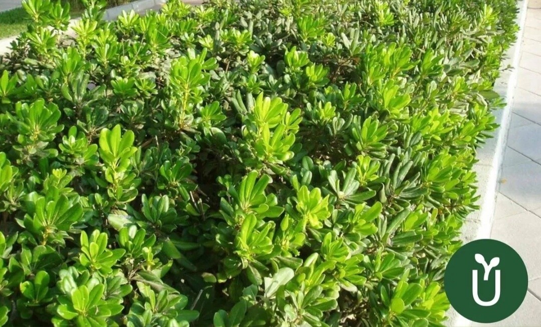 PITTOSPORUM