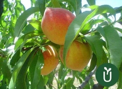 Árbol Frutal Duraznero - Dixieland - Envío Gratis