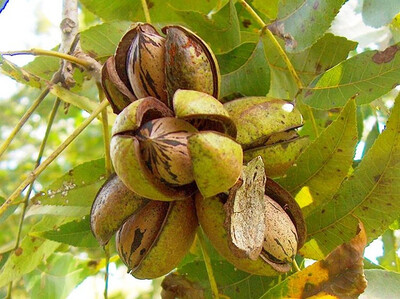 Árbol Nogal Pecan - Envíos