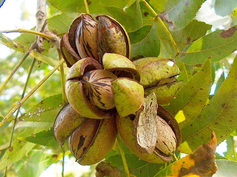 Árbol Nogal Pecan - Envíos