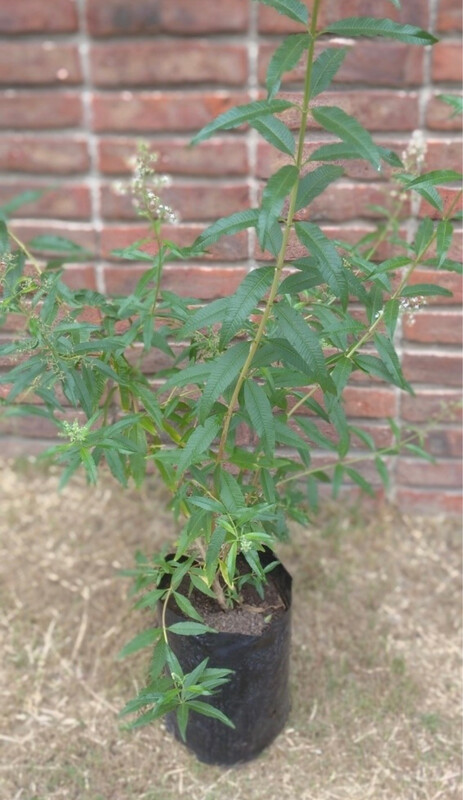 Árbol Cedrón - Envíos