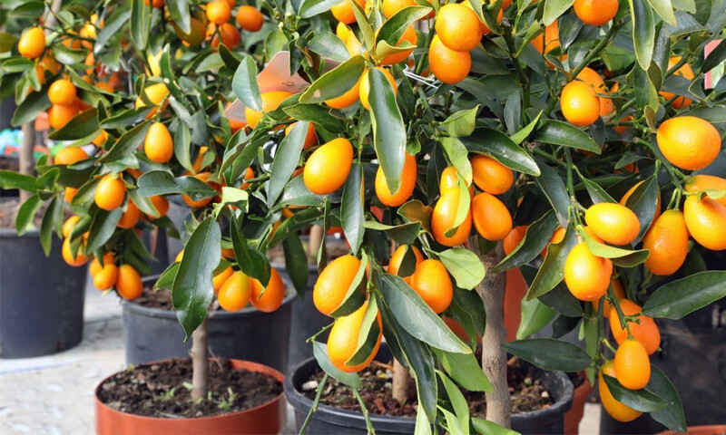 Árbol Frutal - Quinoto - Envíos