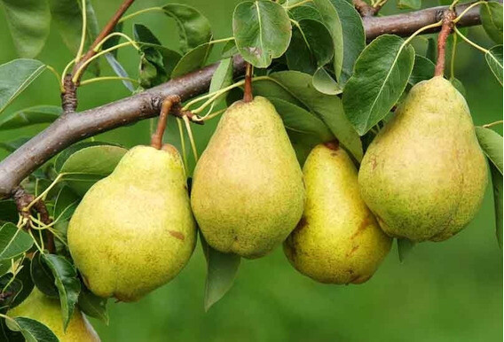 Árbol Frutal - Peral - Envíos