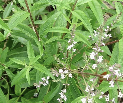 Árbol Cedrón - Envíos