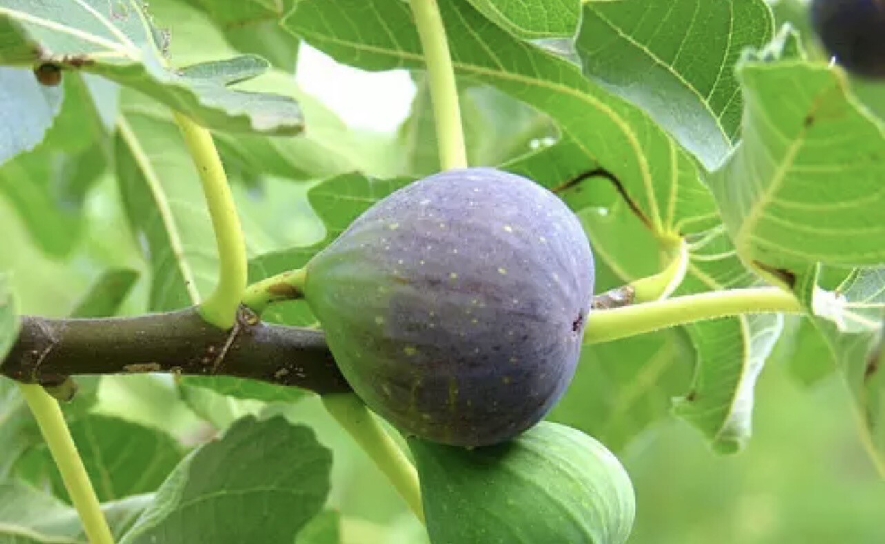 Árbol Frutal - Higuera - Envíos