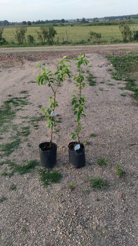 Árbol Frutal - Peral - Envíos