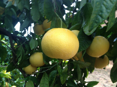 Árbol Frutal - Pomelo