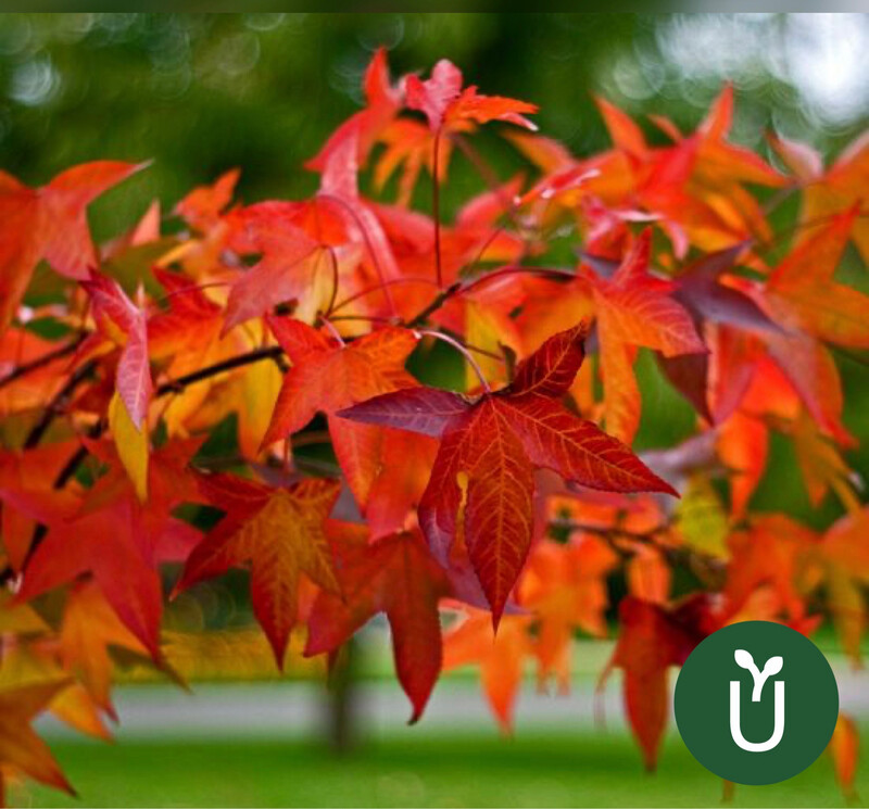 Árbol Liquidambar - Ideal Jardines - Envío