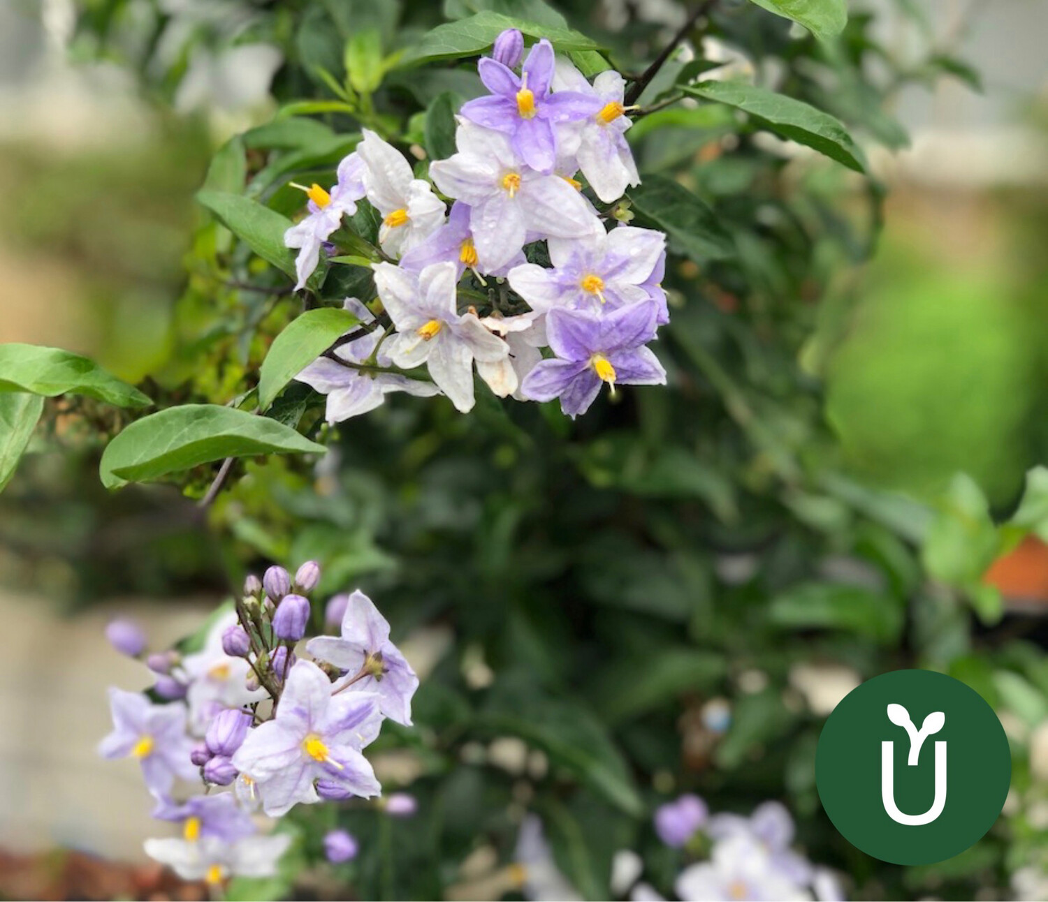 FALSO JAZMÍN - SOLANUM JASMINOIDES