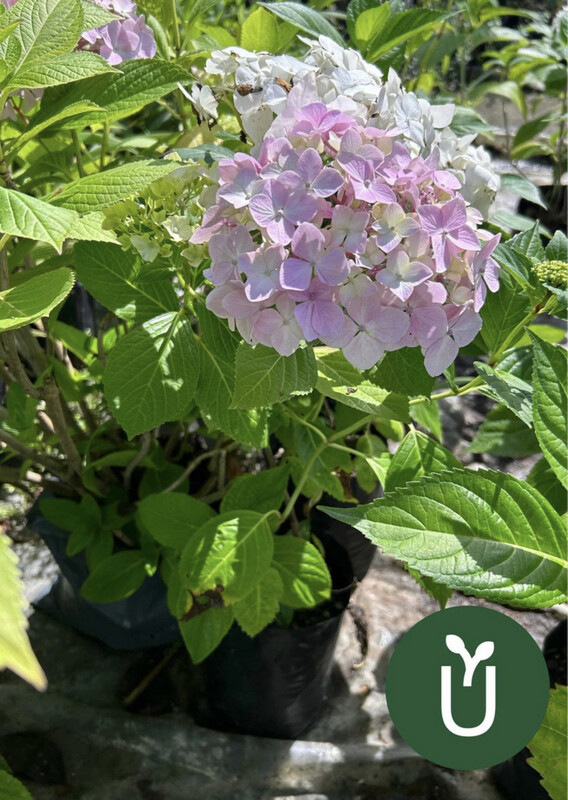 HORTENSIA