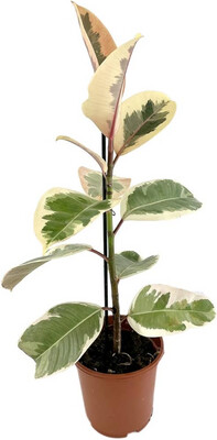 FICUS ELÁSTICA