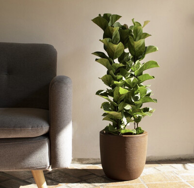 FICUS LYRATA S