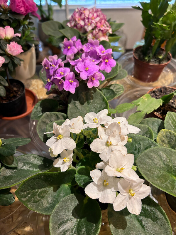 VIOLETA AFRICANA