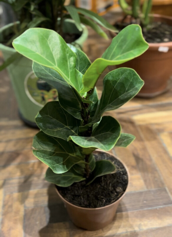FICUS LYRATA S