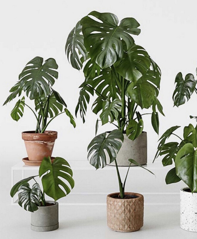 MONSTERA M
