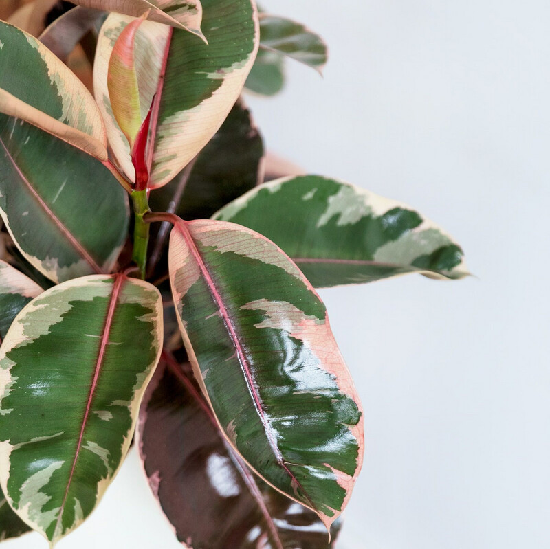 FICUS ELÁSTICA