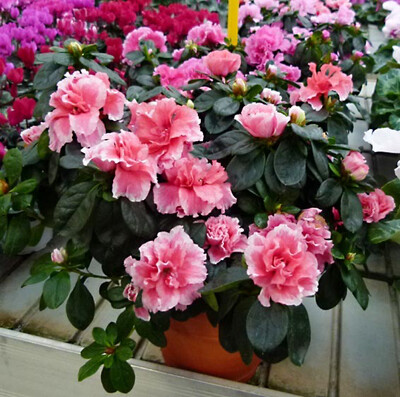 AZALEA ENANA 