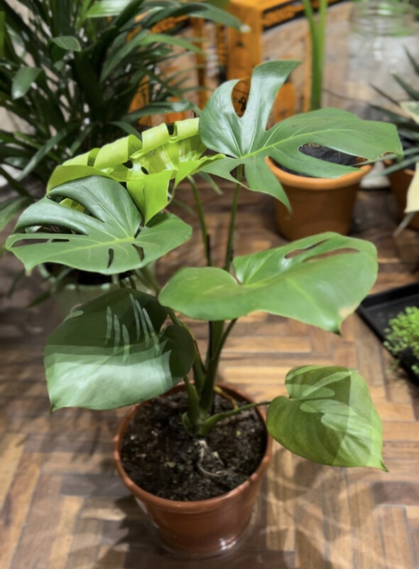 MONSTERA M