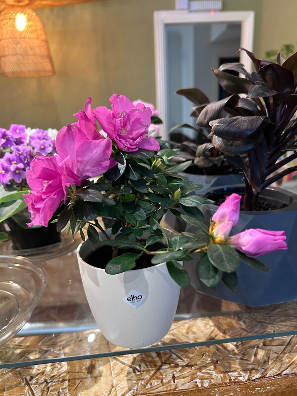 AZALEA ENANA 