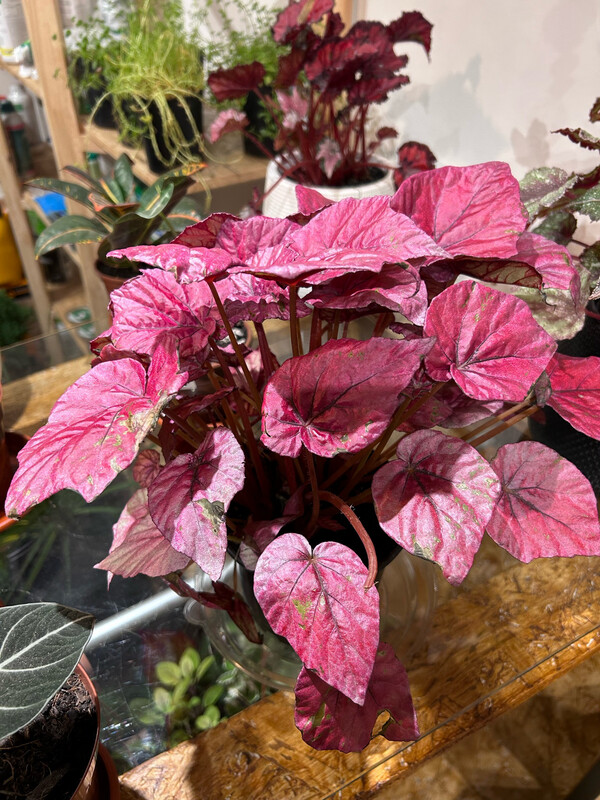 BEGONIA REX